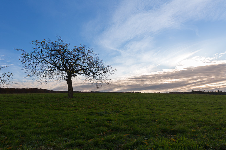 Baum Vintage Vorher