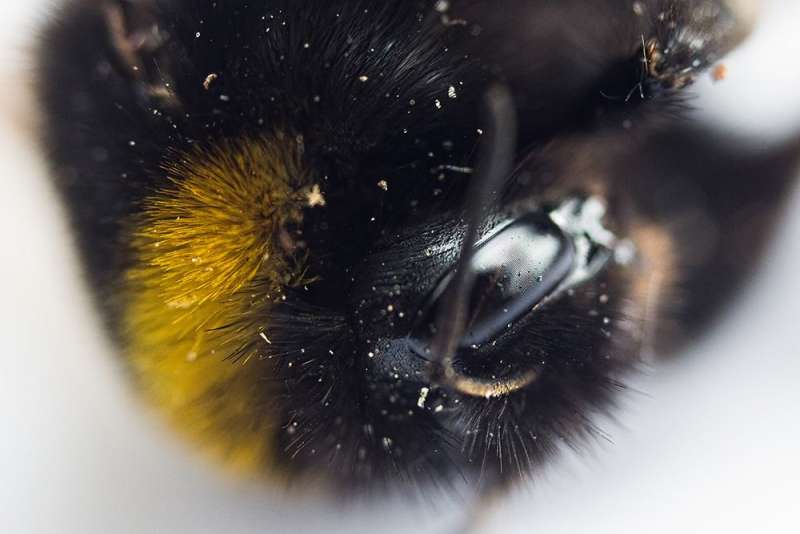 Hummel Makroaufnahme makro