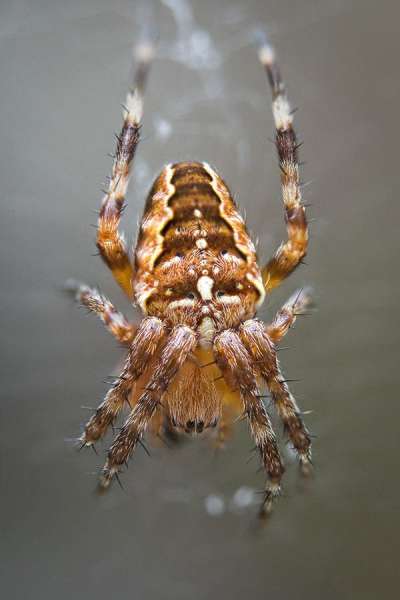 Spinne Makroaufnahme Makro